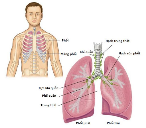 Ung thư phổi không phải tế bao nhỏ là gì?