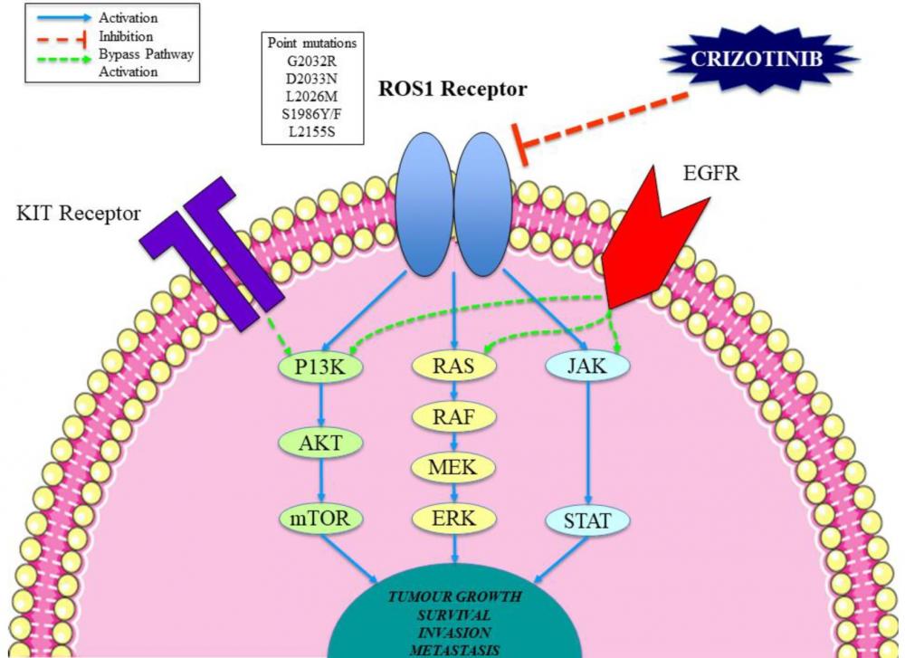 Điều trị ung thư phổi có đột biến gen ROS1